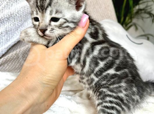 Silver Bengal (Pet Secereli) görsel