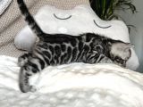 Silver Bengal (Pet Secereli)