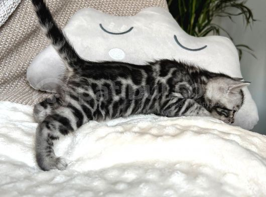 Silver Bengal (Pet Secereli) görsel