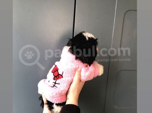 Evde Kendi Köpeklerimin Yavrusu görsel