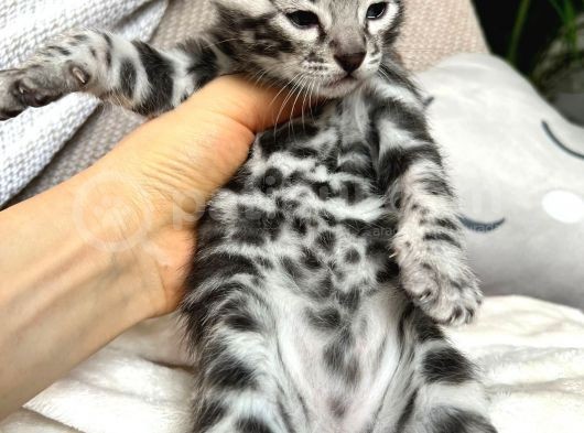 Silver Bengal (Pet Secereli) görsel