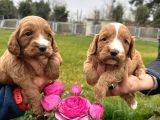 Cavapoo Yavruları