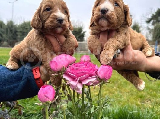 Cavapoo Yavruları görsel