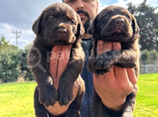 Çikolata Labrador görsel