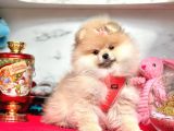Safkan Pomeranian Boo Yavrularımız