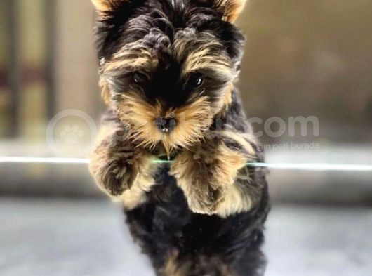 Vonalpet Garanti̇si̇yle Mükemmel Kali̇tede Yorkshi̇re Terri̇er Yavrularimiz
