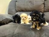 Nadi̇r Renk Anatomi̇li̇ Malti̇poo Yavrulari
