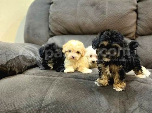 Nadi̇r Renk Anatomi̇li̇ Malti̇poo Yavrulari görsel