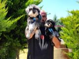 IRK VE SAĞLIK GARANTİSİYLE MİNYATÜR SCHNAUZER YAVRULAR