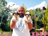 Shi̇h Tzu Yavrusu