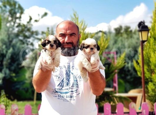 Shi̇h Tzu Yavrusu görsel