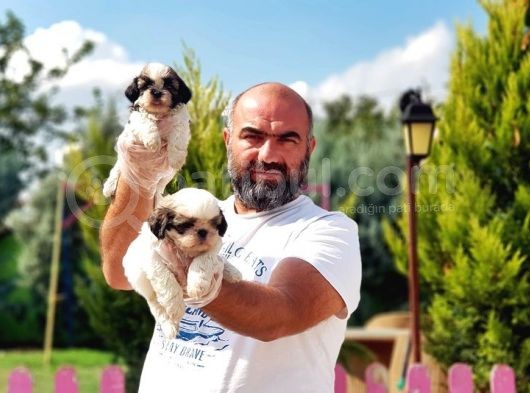 Shi̇h Tzu Yavrusu görsel