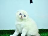 Bem beyaz ns1133 scottish fold
