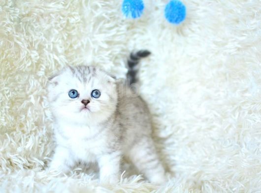 Eşsiz Güzellikte Silver Scottish Fold
