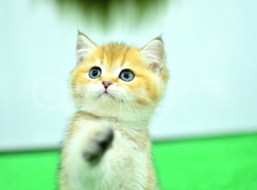 Şampiyon Soyundan Ny 11 Golden British Shorthair