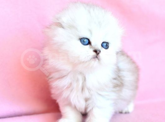 Biblo Gibi Silver Scottish Fold Longhair