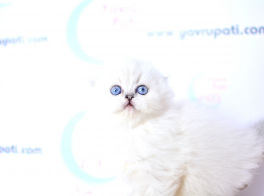 Kar Tanesi Silver Scottish Fold Longhair Yavrumuz Ns1133