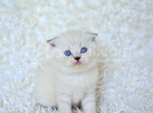 Show Kalite Silver Ns1133 Scottish Fold Yavrumuz
