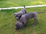 Blue Cane Corso Yavrularimiz Akkuş Üreti̇m Çi̇ftli̇ği̇nden