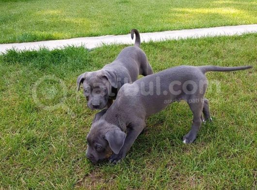 Blue Cane Corso Yavrularimiz Akkuş Üreti̇m Çi̇ftli̇ği̇nden görsel