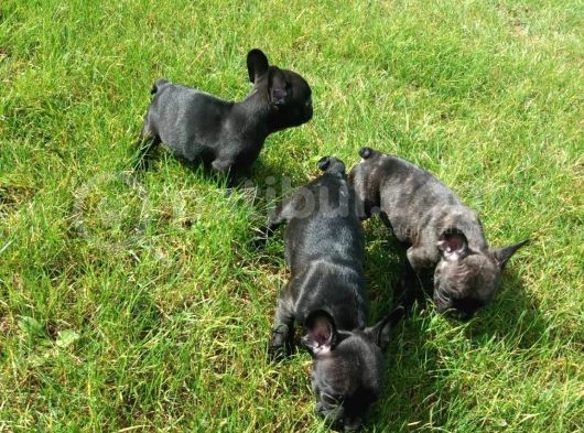 French Bulldog Yavrularimiz Akkuş Üreti̇m Çi̇ftli̇ği̇nden görsel