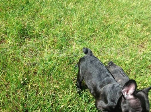 French Bulldog Yavrularimiz Akkuş Üreti̇m Çi̇ftli̇ği̇nden görsel