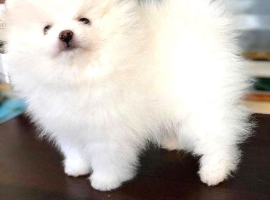 Pomerani̇an Yavrularimiz Akkuş Üreti̇m Çi̇ftli̇ği̇nden görsel