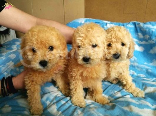Toy - Poodle Yavrularimiz Akkuş Üreti̇m Çi̇ftli̇ği̇nden görsel