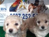 Toy - Poodle Yavrularimiz Akkuş Üreti̇m Çi̇ftli̇ği̇nden