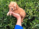 Toy - Poodle Yavrularimiz Akkuş Üreti̇m Çi̇ftli̇ği̇nden