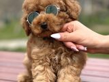 Toy Poodle Yavrumuz Mozi