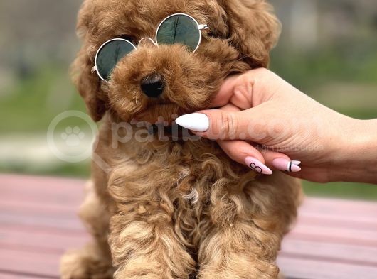 Toy Poodle Yavrumuz Mozi görsel
