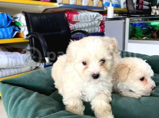 Akkuş Üreti̇m Çi̇ftli̇ği̇nden Malti̇poo Yavrulari görsel