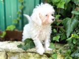 Akkuş Üreti̇m Çi̇ftli̇ği̇nden Malti̇poo Yavrulari