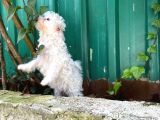 Akkuş Üreti̇m Çi̇ftli̇ği̇nden Malti̇poo Yavrulari