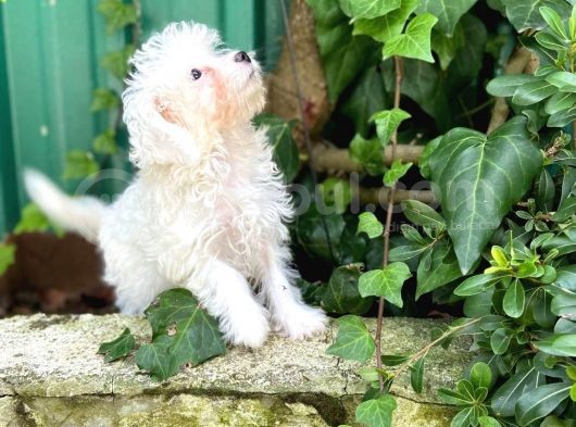 Akkuş Üreti̇m Çi̇ftli̇ği̇nden Malti̇poo Yavrulari görsel