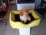 Akkuş Üreti̇m Çi̇ftli̇ği̇nden Malti̇poo Yavrulari