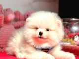 Teddy Face Boo Pomeranian Yavrular