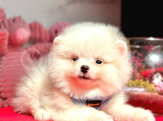 Teddy Face Boo Pomeranian Yavrular görsel