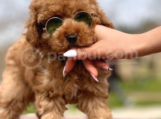 Toy Poodle Yavrumuz Mozi görsel
