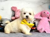 Mini Sevimli Maltese Güzel Yavrular