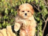Mini Boy Ciftligimizden Maltipoo Bebekler
