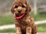 Orjinal Toy Poodle Yavrular