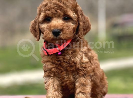 Orjinal Toy Poodle Yavrular görsel