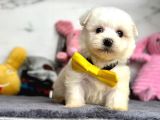 Mini Sevimli Maltese Güzel Yavrular