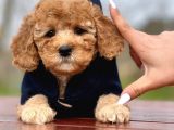 Babyface Toy Poodle yavrularımız