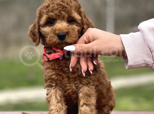 Orjinal Toy Poodle Yavrular görsel