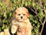 Mini Boy Ciftligimizden Maltipoo Bebekler