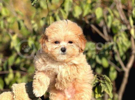 Mini Boy Ciftligimizden Maltipoo Bebekler görsel