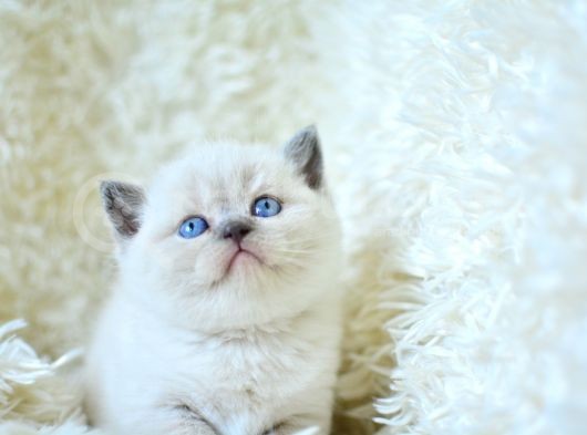 Muhteşem Blue Point British Shorthair Yavrumuz görsel